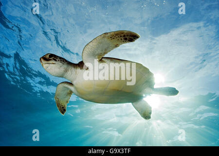 echte Karettschildkröte, Kanarische Inseln, Spanien, Europa, Atlantik / (Eretmochelys Imbricata) Stockfoto