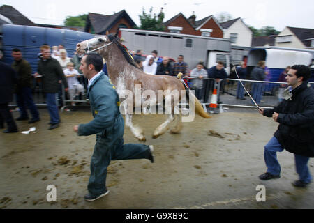 Händler laufen ihre Pferde, um den Käufern beim jährlichen Wickham Horse Fayre in der Nähe von Fareham, Hampshire, zu zeigen. Jedes Jahr kommen mehrere hundert Menschen, vor allem Roma-Zigeuner, in das ruhige Dorf, um ihre Pferde in einer Tradition zu handeln, die auf das 13. Jahrhundert zurückgeht, als es eine königliche Urkunde erhielt. Stockfoto