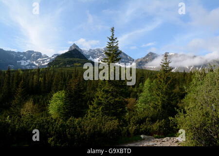 Bäume und Berge im Gasienicowa-Tal im Tatra-Gebirge in der Nähe von Zakopane in Polen Stockfoto