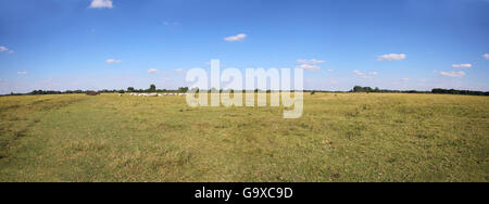 Große bunte Panorama Kulturlandschaft mit ungarischen Graurinder Kuhherde auf Wiese vor blauem Himmel mit Wolken Stockfoto