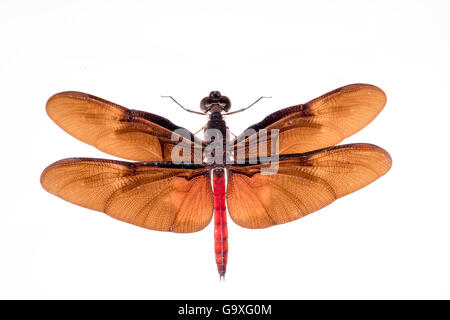 Wald-Libelle (Diastatops sp) auf weißem Hintergrund. Peru. Stockfoto