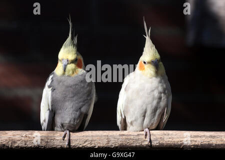Von der Sonne beleuchtet zwei Nymphensittiche Vögel sitzen auf ein Stick. Stockfoto