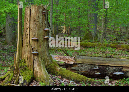 HUF Zunderschwamm (Zündstoff Fomentarius) in alten gemischten Koniferen und Laubbäume Wald, Punia Waldreservat, Litauen, Mai. Stockfoto