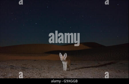 Fennec Fuchs (Vulpes zerda) Erwachsene in der Nacht im Sand Dünen mit Sternenhimmel, Grand Erg Oriental, Kebili Governatorat, Tunesien. Kamera trap Bild Stockfoto