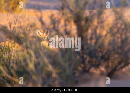 Fennec Fuchs (Vulpes Zerda) Welpen spielen außerhalb der Höhle, Grand Erg Oriental Kebili Governorate. Tunesien. Stockfoto