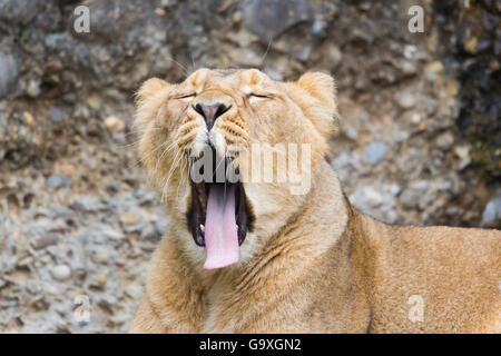 Porträt eines müde weibliche Löwen Gähnen Stockfoto