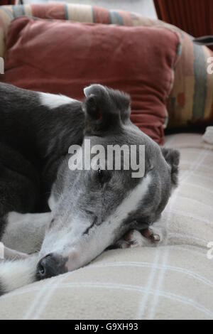 Ex-Rennen, grau weissen, Greyhound-Hund einschlafen Stockfoto