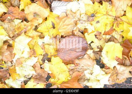 Eine bunte Mischung aus hellen Herbst Blätter auf dem Boden Stockfoto