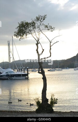 Cumbria, Lake District, Windermere bei Dämmerung, Sillouette von einem hohen Baum, Boote & Enten Stockfoto