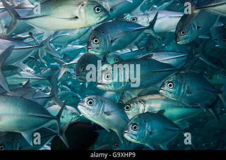 BigEye Makrelen oder Jack (Caranx Sexfasciatus) Untiefe, Sipadan, Malaysia. Stockfoto