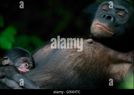 Bonobo (Pan paniscus) Mutter mit ihrem neugeborenen Baby, Lola Ya Bonobo Heiligtum, die Republik Kongo. Stockfoto