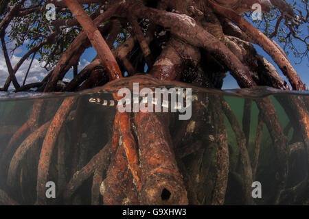 Gebänderte Meer kraits (Laticauda colubrina) Wurzeln der Mangrove Tree bei Ebbe, Mali Insel, Macuata Provinz, Fidschi, South Pacific. Stockfoto