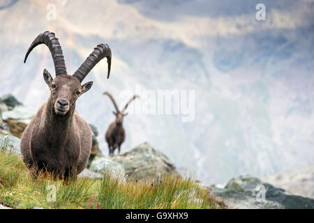 Alpensteinbock (Capra ibex) zwei erwachsene Männer in der Berglandschaft. Alpen, Aostatal, Nationalpark Gran Paradiso, Italien. September. Stockfoto