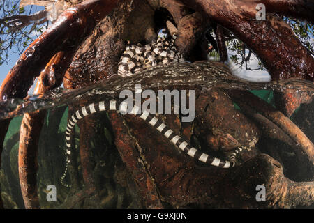 Gebänderte Meer kraits (Laticauda colubrina) um die Wurzeln einer Mangrove Tree, auf 2 Ebenen. Mali Insel, Macuata Provinz, Fidschi, South Pacific. Stockfoto