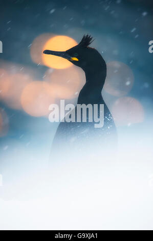 Gemeinsamen Shag (Phalacrocorax Aristotelis), im Schnee mit Bokeh beeinflussen, Hornoya, Finnmark, Norwegen, April. Stockfoto