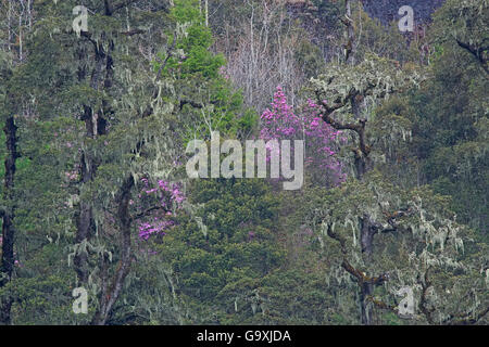 Wald mit Bäumen im Alter Mann abgedeckt&#39;s Beard (Usnea) und Blüten Rhododendron (Rhododendron sp) Lijiang Laojunshan Nationalpark, Provinz Yunnan, China. April. Stockfoto