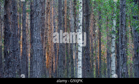 Kiefer (Pinus Sylvestris) und Berg-Birke (Betula Pubescens), Muddus Nationalpark, Laponia, Lappland, Schweden, Juni. Stockfoto