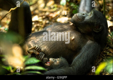 Weiblicher Bonobo (Pan paniscus) mit ihrem Kind, Max-Planck-Haus, LuiKotale, Salonga National Park in der Demokratischen Republik Kongo. Stockfoto