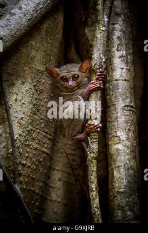 Spektrale Koboldmaki (Tarsius Tarsier) Rückkehr um zu ubernachten Feigenbaum nach einer Nacht Jagd, Tangkoko, Sulawesi, Indonesien. Stockfoto