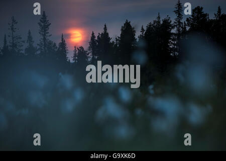 Blühende Wollgras (Eriophorum angustifolium) in einem Feuchtgebiet mit dem Midnight Sun. Sjaunja Nature Reserve, Laponia Weltkulturerbe, Schwedisch Lappland, Schweden. Juli 2013. Stockfoto