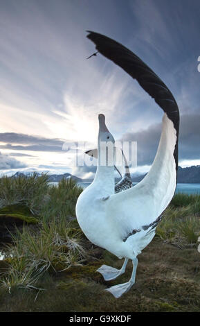 Wanderalbatros (Diomedea Exulans), tätig in der Paarung Display. South Georgia Island, südlichen Ozean. Stockfoto