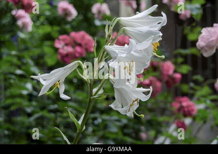 Weiße Blüten von Madonna Lilie oder Lilium Candidum, Sofia, Bulgarien Stockfoto