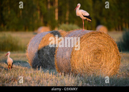 Weißstorch (Ciconia Ciconia) auf einem Heuhaufen im Abendlicht Valgamaa, Estonia. Juli. Stockfoto