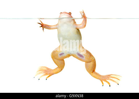 Afrikanische krallenbewehrten Frosch (Xenopus Laevis) an der Wasseroberfläche gefangen, tritt in Afrika. Stockfoto