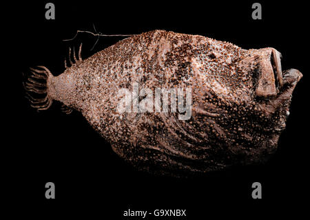 Tiefsee Angler Fische (Ceratias Holboelli) Exemplar, vom Atlantischen Ozean in der Nähe von Island in einer Tiefe von 400m. Stockfoto