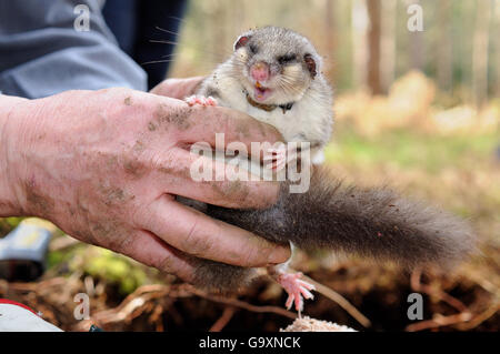 Schläfrig, Radio-collared Essbar/Fat Siebenschläfer (Glis Glis) aus seinem Winterschlaf Fuchsbau bei einer Untersuchung in Wäldern, in denen dieses Europäische Arten eingebürgert hat, Buckinghamshire, UK, April ausgegraben, Model Released. Stockfoto