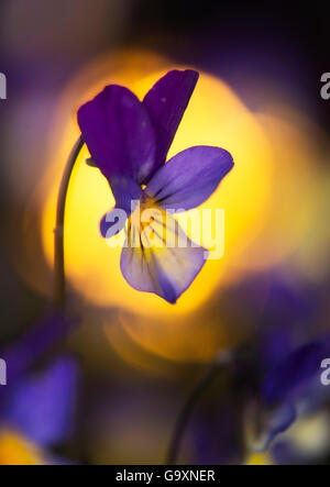 Stiefmütterchen / wilde Stiefmütterchen (Viola Tricolor) Blume, Norwegen, Mai. Stockfoto