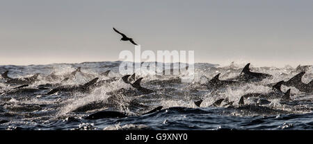 Langem Schnabel gemeinsamen Delfin (Delphinus Capensis) Schule, False Bay, Südafrika, Mai. Stockfoto