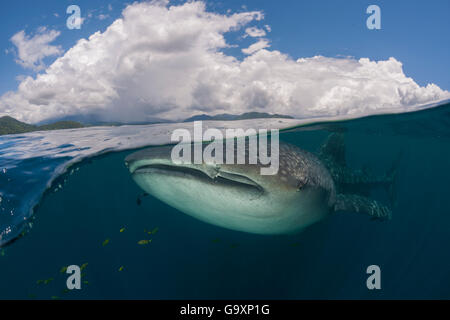 Walhai (Rhincodon Typus) geteilte Ebene Ansicht, Cenderawasih Bay, West-Papua, Indonesien. Zweiter Platz bei der Portfolio-Vergabe von Stockfoto