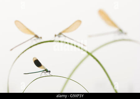 Gebänderte demoiselle (Calopteryx splendens) Gruppe von vier auf betriebsstämme, Fluss Leijgraaf, Nijmegen, Niederlande, August 2013. Finalist in der Wirbellosen Kategorie der Naturfotograf des Jahres Awards (WPOY)-Wettbewerb 2015. Stockfoto