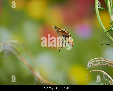 Hoverfly (Volucella Inanis) im Flug, Sussex, England, UK. September. Stockfoto