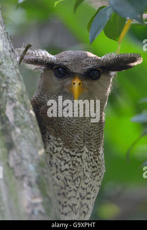 Malaiische Uhu (Bubo Sumatranus). In Gefangenschaft Stockfoto