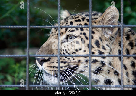 Nahaufnahme Foto von einem schönen Panther in der Artis Zoo, Amsterdam. Stockfoto