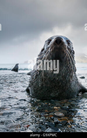 Antarktische Seebär (Arctocephalus Gazella) männlich ruht in einem Fluss, South Georgia Island. Stockfoto