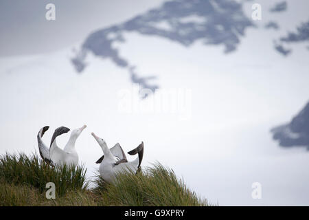 Wanderalbatros (Diomedea Exulans), tätig in der Paarung Display. South Georgia Island, südlichen Ozean. Stockfoto