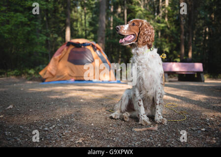 Camping mit unserem Hund ein Welsh Springer Spaniel. Stockfoto