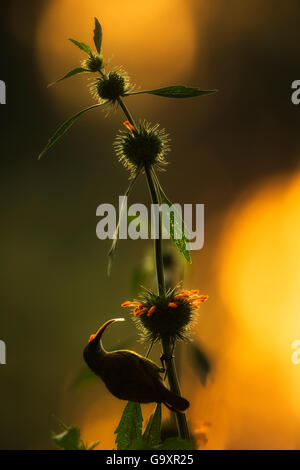 Rot-chested Sunbird (Cinnyris Erythrocercus) Hintergrundbeleuchtung auf Blume, Ruanda. Stockfoto