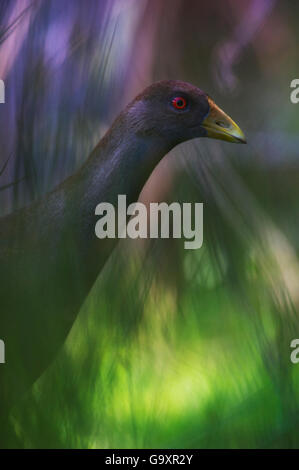 Tasmanische Nativehen (Gallinula Mortierii) zu Fuß durch Rasen, Bruny Island, Tasmanien, Australien. Endemisch. Stockfoto