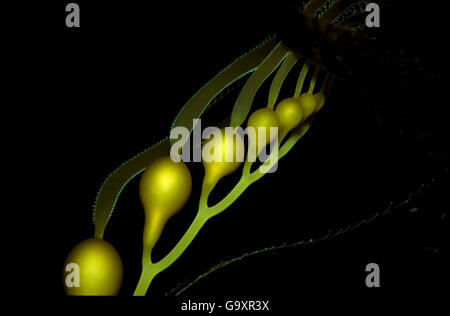 Detail der Giant kelp (Macrocystis pyrifera) mit Gas gefüllten Blasen (pneumatocysts) Vancouver Island, British Columbia, Vancouver Island, Kanada. Stockfoto