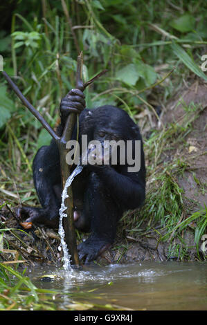 Bonobo (Pan Paniscus) trinken, Lola ya Bonobo Sanctuary, demokratische Republik Kongo. Stockfoto