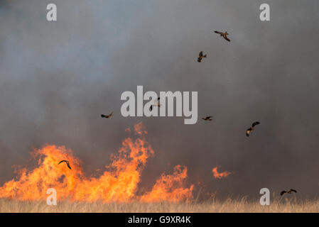 Schwarzmilane (MILVUS MIGRANS), die sich in Scharen um Bush fire prey auf kleine Tiere, da diese die Flammen fliehen, Queensland, Australien. Stockfoto