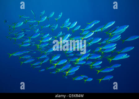 Blaue und gelbe Füsiliere (Caesio Teres) Untiefe, Great Barrier Reef, Queensland, Australien. Stockfoto