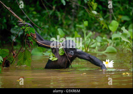 Bonobo (Pan paniscus) die Nahrungssuche in Fluss, Lola Ya Bonobo Heiligtum, der Demokratischen Republik Kongo. Stockfoto