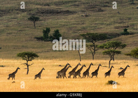 Masai-Giraffe (Giraffa Cameleopardalis Tippelskirchi) Herde zu Fuß über der Savanne in der Trockenzeit, Masai Mara Game Reserve, Kenia Stockfoto