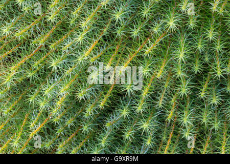 Polytrichum Moos (Polytrichum SP.) im Moor. Peak District National Park, Derbyshire, UK. April. Stockfoto