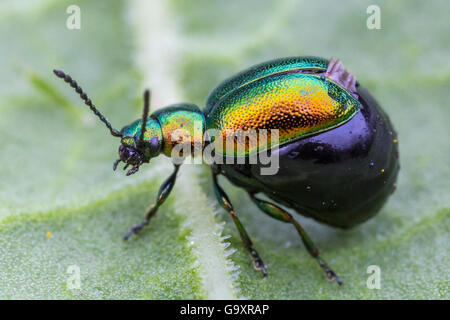 Grüne Dock Käfer (Gastrophysa viridula) Weibliche mit riesigen Bauch geschwollen mit Eiern. District National Park, Derbyshire, UK. Mai. Stockfoto